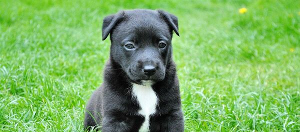 Щенок Щенок - Sputnik Lietuva