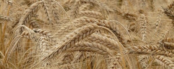 Зерно - Sputnik Литва