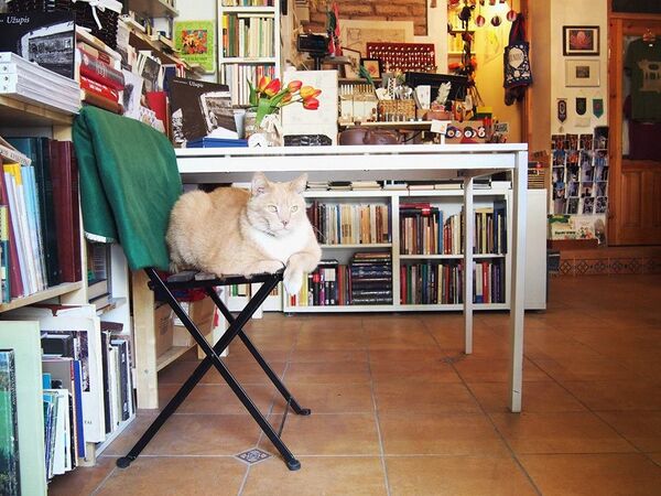 Кот Понулис живет в книжном магазине в Ужуписе Кот Понулис живет в книжном магазине в Ужуписе - Sputnik Lietuva