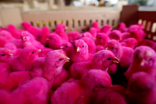 Розовые цыплята на мясном рынке в Индонезии - Sputnik Литва