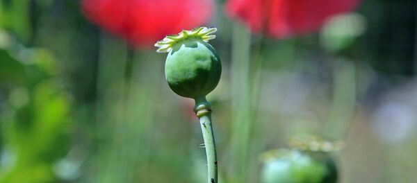 Нераспустившийся мак Нераспустившийся мак - Sputnik Литва