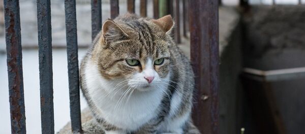 Грустная кошка Грустная кошка - Sputnik Lietuva