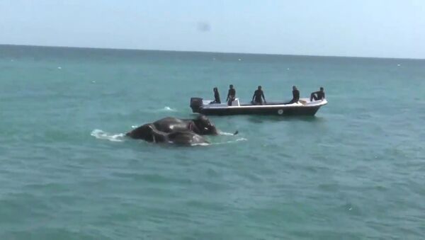Спасатели вытащили из воды слонов, которых унесло в открытое море - Sputnik Lietuva