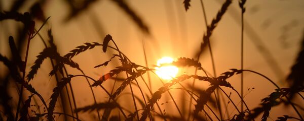 Уборка урожая. Архивное фото - Sputnik Литва