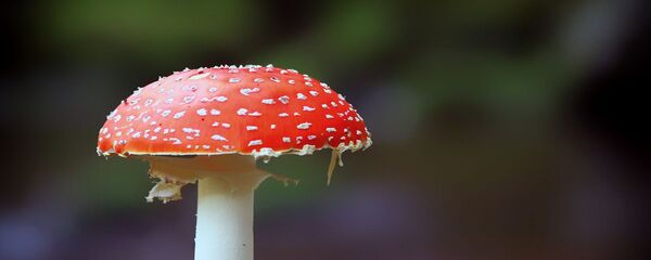 Мухомор Мухомор - Sputnik Литва