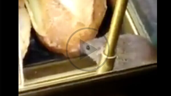 Мышка-обжора удивила пассажиров парижского аэропорта Шарль-де-Голль - Sputnik Литва