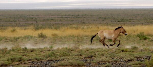 Пражский зоопарк выпускает на волю лошадей Пржевальского - Sputnik Литва