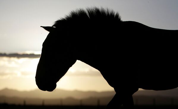 Пражский зоопарк выпускает на волю лошадей Пржевальского - Sputnik Литва