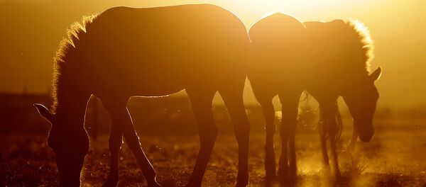 Пражский зоопарк выпускает на волю лошадей Пржевальского Пражский зоопарк выпускает на волю лошадей Пржевальского - Sputnik Lietuva
