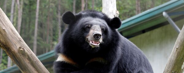 Гималайский медведь в Там Дао Гималайский медведь в Там Дао - Sputnik Lietuva