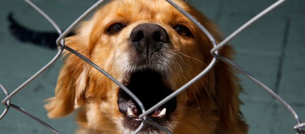 Собака в недавно открытом приюте для собак Собака в недавно открытом приюте для собак - Sputnik Lietuva