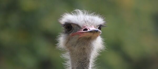 Страус - Sputnik Lietuva