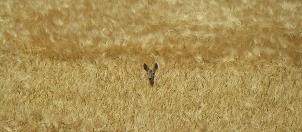 Косуля в поле Косуля в поле - Sputnik Lietuva