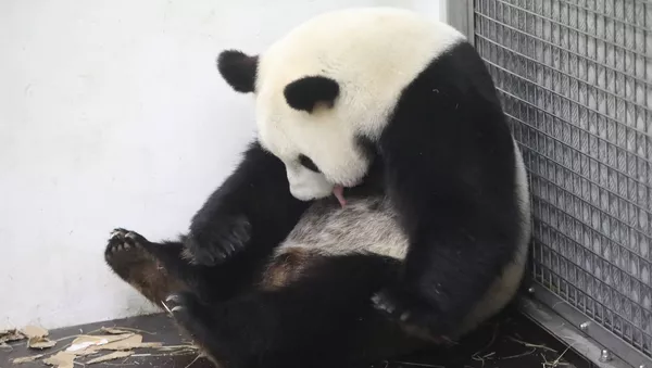 Новорожденный детеныш панды в зоопарке Pairi Daiza - Sputnik Lietuva