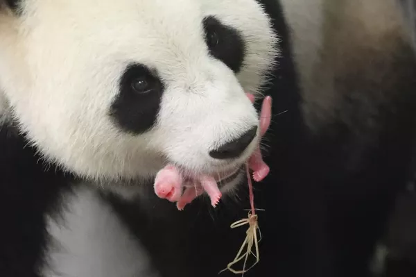 Новорожденный детеныш панды в зоопарке Pairi Daiza Новорожденный детеныш панды в зоопарке Pairi Daiza - Sputnik Lietuva