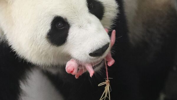 Новорожденный детеныш панды в зоопарке Pairi Daiza - Sputnik Литва
