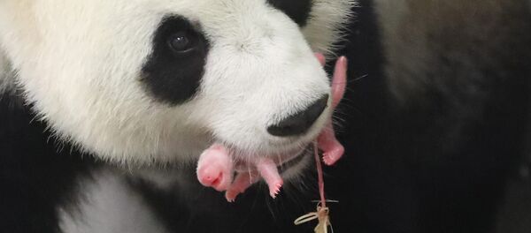 Новорожденный детеныш панды в зоопарке Pairi Daiza - Sputnik Литва