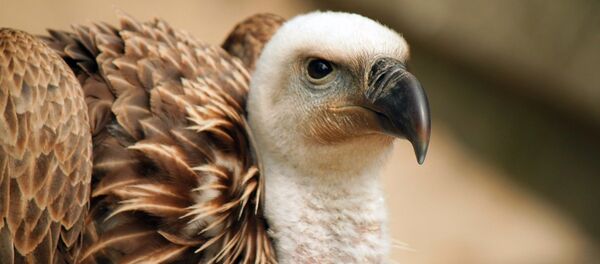 Гриф Гриф - Sputnik Литва