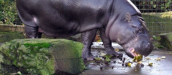 Карликовый бегемот - Sputnik Литва