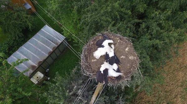 Застреленные в Мариямпольском районе аисты Застреленные в Мариямпольском районе аисты - Sputnik Литва