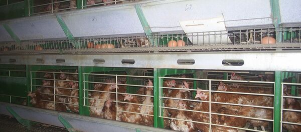 Куры в клетках птицефабрики Куры в клетках птицефабрики - Sputnik Литва