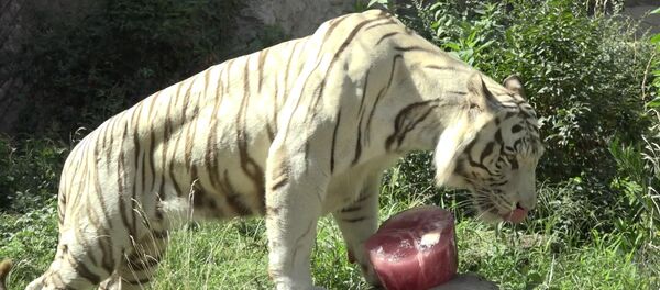 СПУТНИК_Мороженым накормили животных в зоопарке Рима - Sputnik Литва