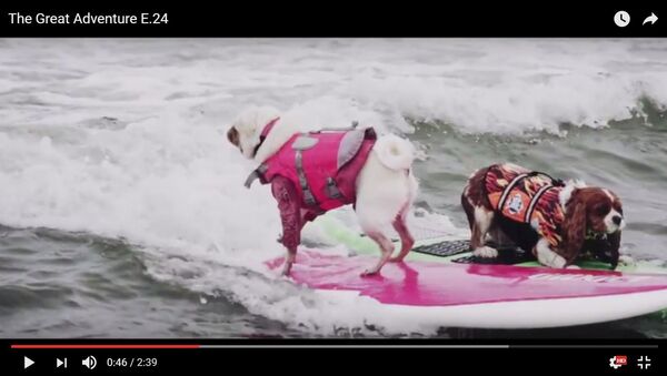 На побережье Тихого океана в калифорнийском городе Пасифика во второй раз в истории прошел Чемпионат мира по серфингу среди собак - Sputnik Литва
