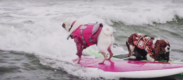 На побережье Тихого океана в калифорнийском городе Пасифика во второй раз в истории прошел Чемпионат мира по серфингу среди собак - Sputnik Литва