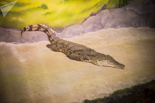 Крокодил ждет обеда - Sputnik Литва