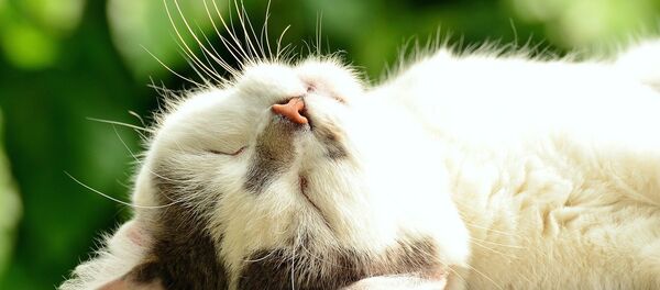 Katinas Katinas - Sputnik Lietuva