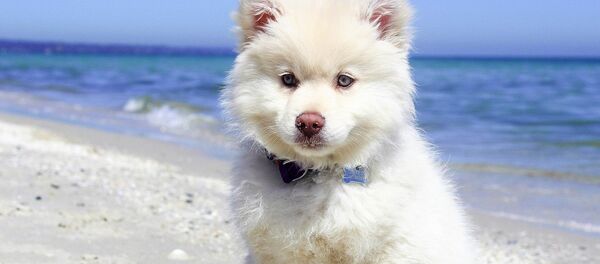 Собака на пляже Собака на пляже - Sputnik Литва