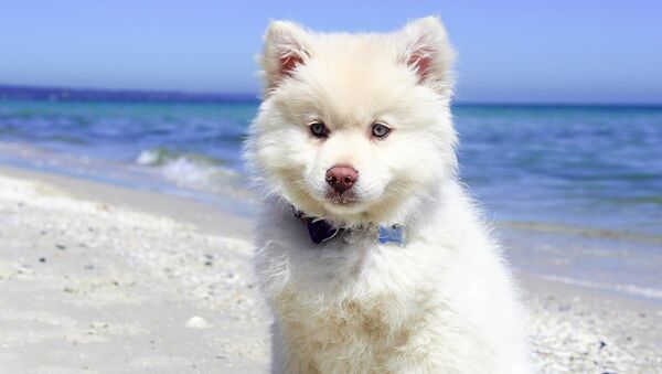 Собака на пляже - Sputnik Lietuva