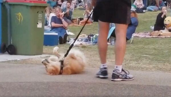 Собака не хочет уходить из парка, видео - Sputnik Литва