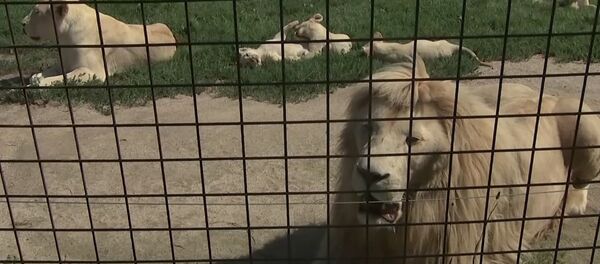 В зоопраке Dvorec в чешской Боровани в мае родились 5 белых львят - Sputnik Литва