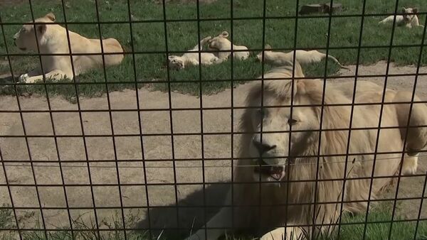 В зоопарке Dvorec в чешской Боровани в мае родились 5 белых львят - Sputnik Lietuva