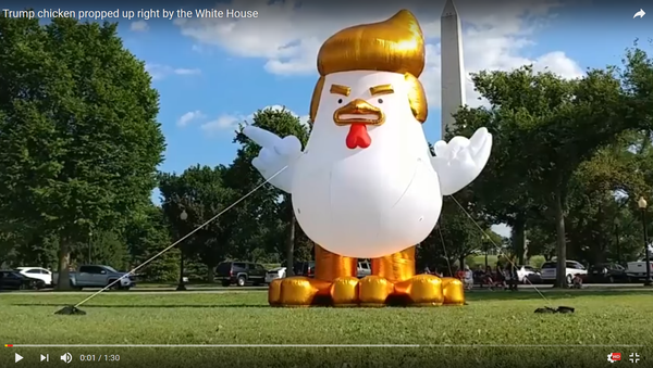 Цыпленок с прической Трампа у Белого дома - Sputnik Литва