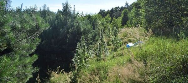 Miškas tarp Druskininkų ir Grūto kaimo Miškas tarp Druskininkų ir Grūto kaimo - Sputnik Lietuva