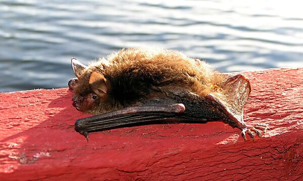 Летучая мышь, архивное фото Летучая мышь, архивное фото - Sputnik Lietuva