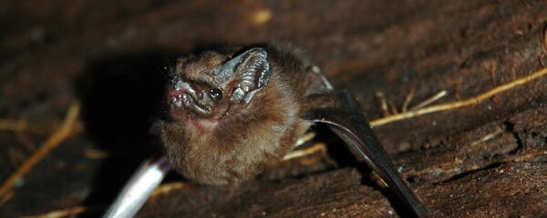 šikšnosparnis - Sputnik Lietuva