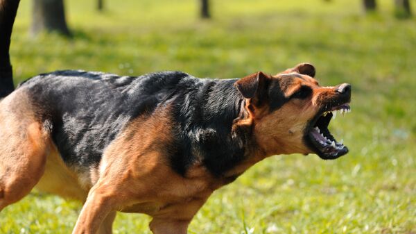 Злая собака, архивное фото - Sputnik Литва