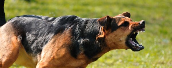 Злая собака - Sputnik Литва