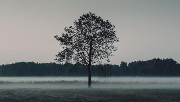 Дерево в тумане - Sputnik Lietuva