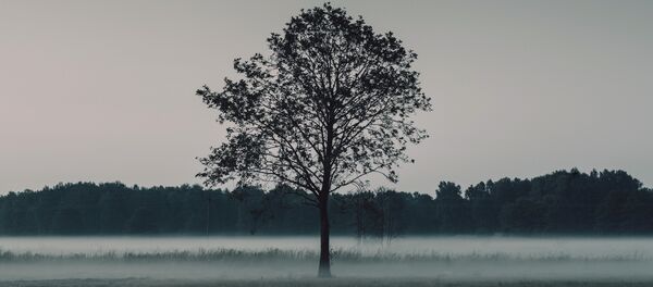 Дерево в тумане Дерево в тумане - Sputnik Lietuva