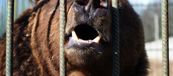 Приют для животных в Санкт-Петербурге Приют для животных в Санкт-Петербурге - Sputnik Литва