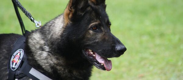 Овчарка кинологического центра погранслужбы Литвы, архивное фото - Sputnik Литва