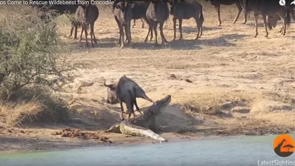 Видеофакт: два бегемота напали на крокодила, чтобы спасти антилопу - Sputnik Lietuva