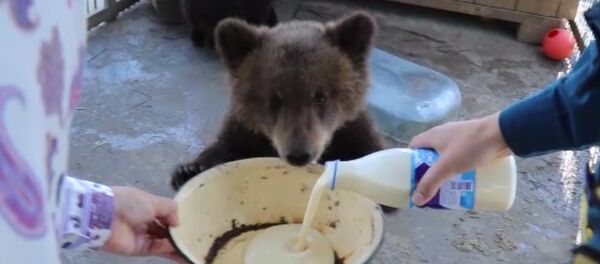 Сытый Потап: сотрудники МЧС угощают сгущенкой спасенного медвежонка - Sputnik Литва