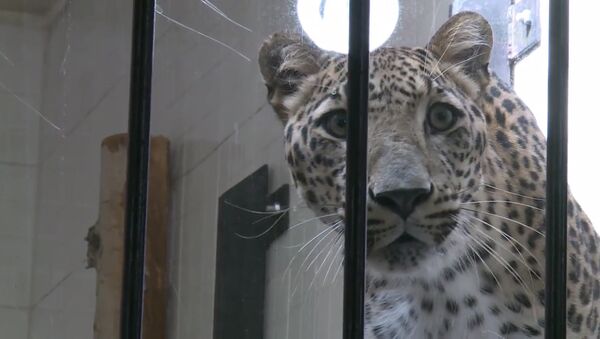 СПУТНИК_Персидский леопард в Тегеранском зоопарке - Sputnik Литва