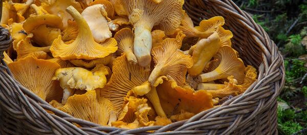 Лисички - Sputnik Lietuva