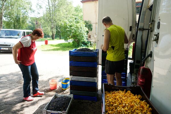 Жители Валки сдают лисички и чернику, архивное фото Жители Валки сдают лисички и чернику, архивное фото - Sputnik Литва